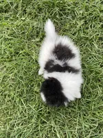 Poppy, a female Pomeranian for sale in Cumberland, WI – 2 of 2