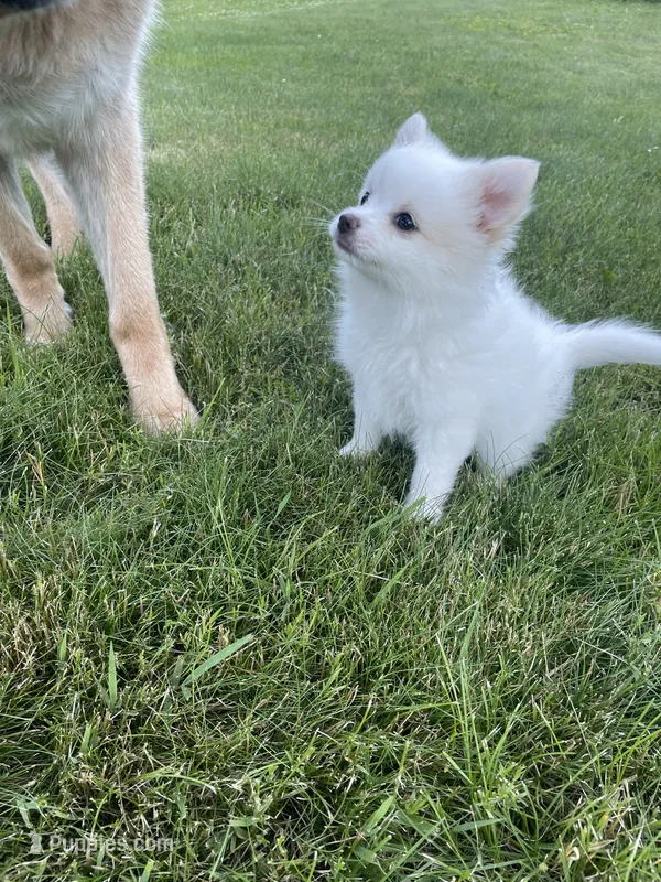 Edna – Pomeranian puppy for sale in Cumberland, WI