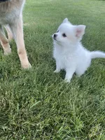 Edna, a female Pomeranian for sale in Cumberland, WI – 1 of 1