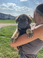 Bailey, a female German Shepherd Dog for sale in Cumberland, WI – 1 of 1