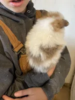 Chip, a male Pomeranian for sale in Cumberland, WI – Photo 2 of 2