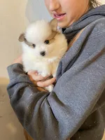 Chip, a male Pomeranian for sale in Cumberland, WI – Photo 1 of 2
