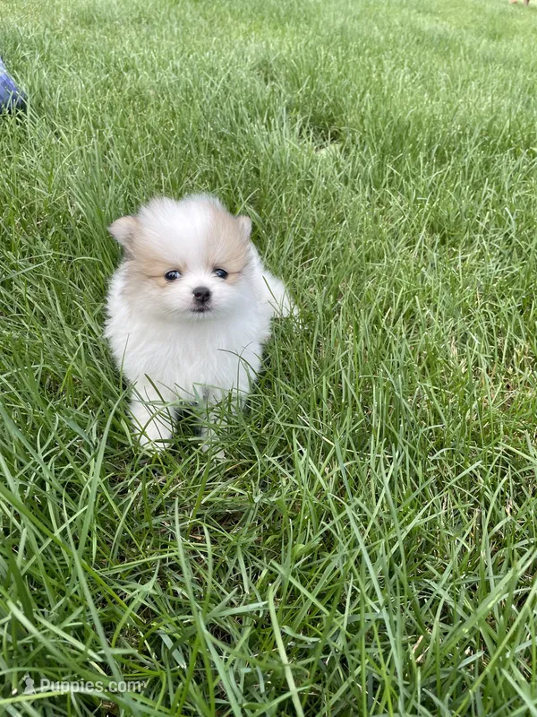 Phyllis – Pomeranian puppy for sale in Cumberland, WI