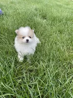 Phyllis, a female Pomeranian for sale in Cumberland, WI – 1 of 2