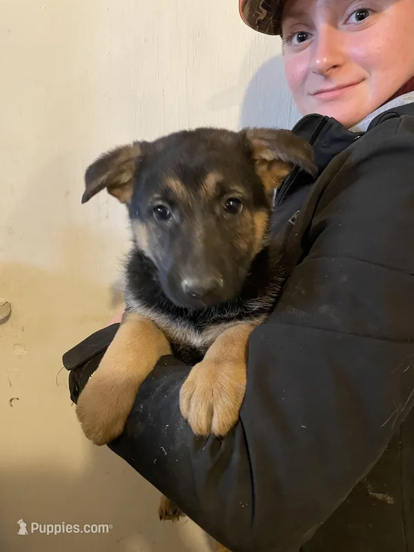Bailey – German Shepherd Dog puppy for sale in Cumberland, WI