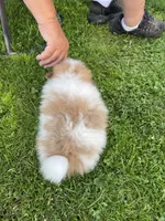 Mac, a male Pomeranian for sale in Cumberland, WI – 2 of 3