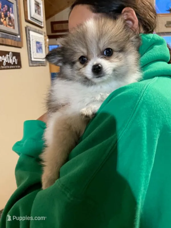 Patricia – Pomeranian puppy for sale in Cumberland, WI