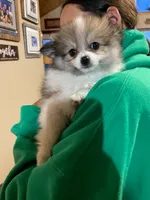 Patricia, a female Pomeranian for sale in Cumberland, WI – 1 of 1