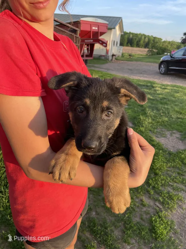 Gus – German Shepherd Dog puppy for sale in Cumberland, WI