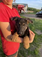 Gus, a male German Shepherd Dog for sale in Cumberland, WI – 1 of 1