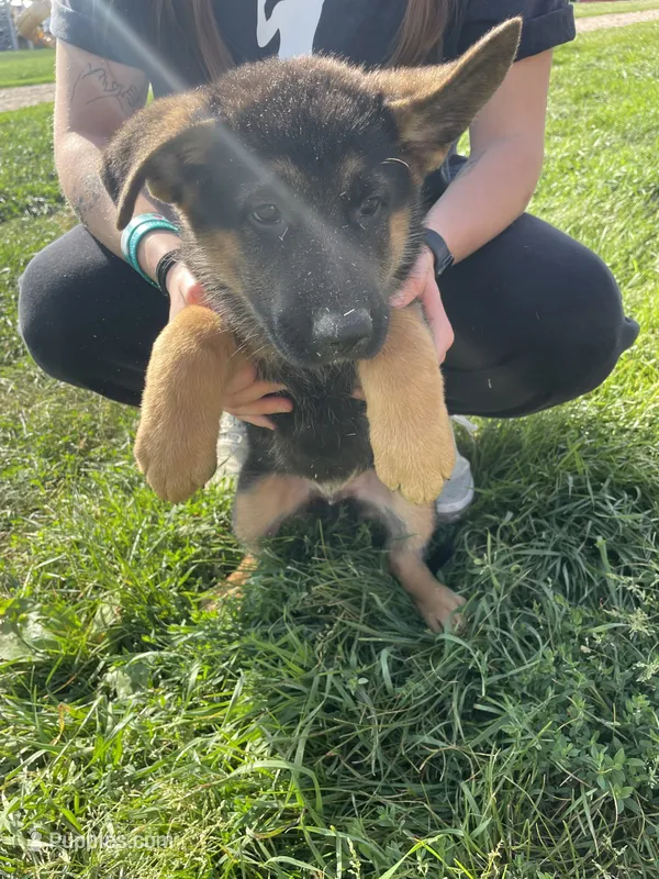 Duke – German Shepherd Dog puppy for sale in Cumberland, WI