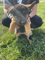 Duke, a male German Shepherd Dog for sale in Cumberland, WI – 1 of 1