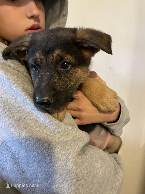 Mac  – German Shepherd Dog puppy for sale in Cumberland, WI