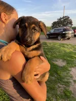 Mac, a male German Shepherd Dog for sale in Cumberland, WI – 1 of 1