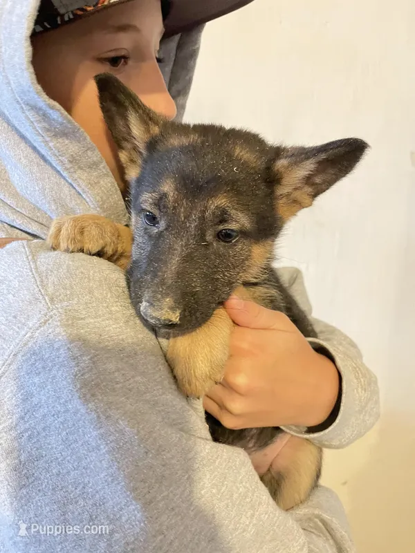Ruby – German Shepherd Dog puppy for sale in Cumberland, WI