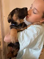 Blue, a male German Shepherd Dog for sale in Cumberland, WI – Photo 2 of 2