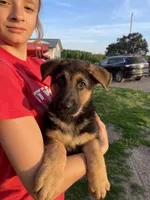 Duke, a male German Shepherd Dog for sale in Cumberland, WI – 1 of 1