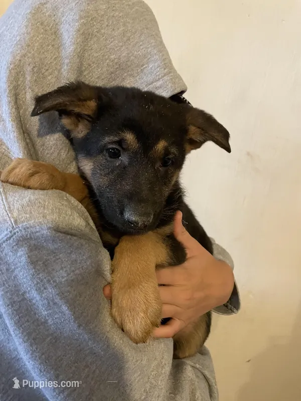 Jasmine – German Shepherd Dog puppy for sale in Cumberland, WI