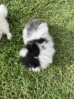 Tucker, a male Pomeranian for sale in Cumberland, WI – 2 of 2