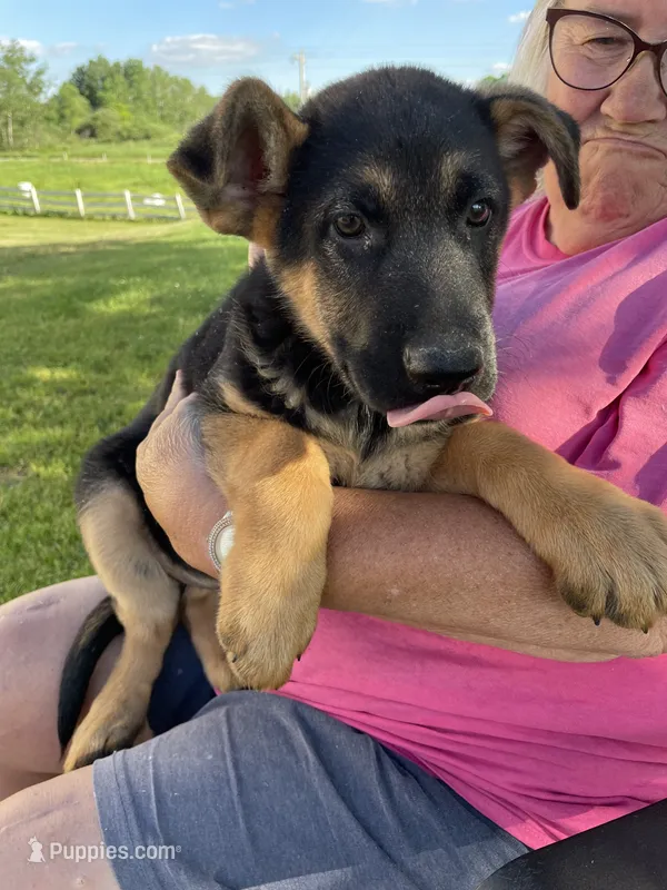 Bear – German Shepherd Dog puppy for sale in Cumberland, WI