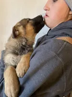 Cookie, a female German Shepherd Dog for sale in Cumberland, WI – Photo 2 of 2