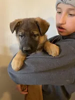 Cookie, a female German Shepherd Dog for sale in Cumberland, WI – Photo 1 of 2