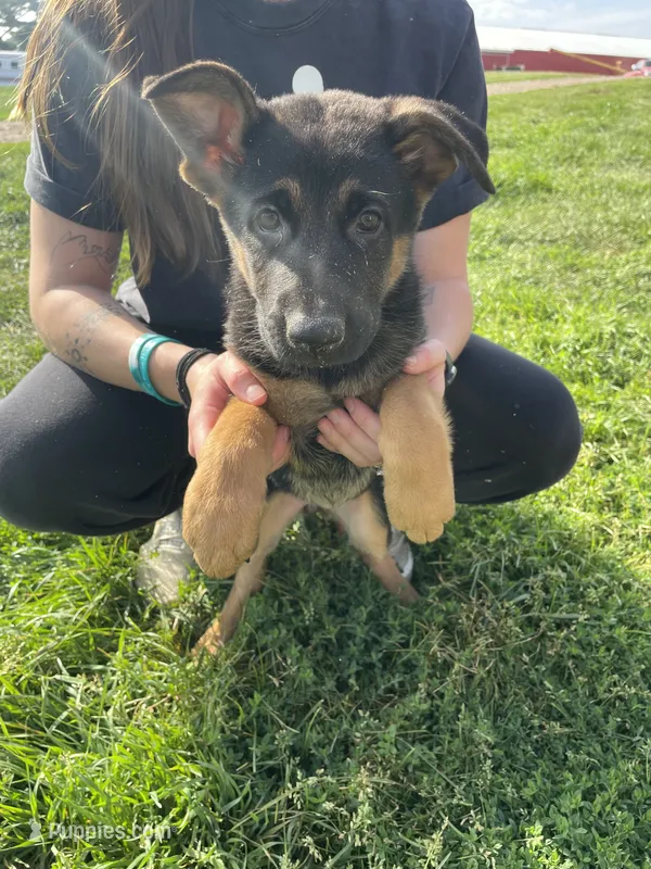 Lucy – German Shepherd Dog puppy for sale in Cumberland, WI