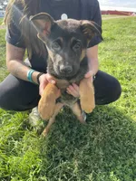 Lucy, a female German Shepherd Dog for sale in Cumberland, WI – 1 of 1
