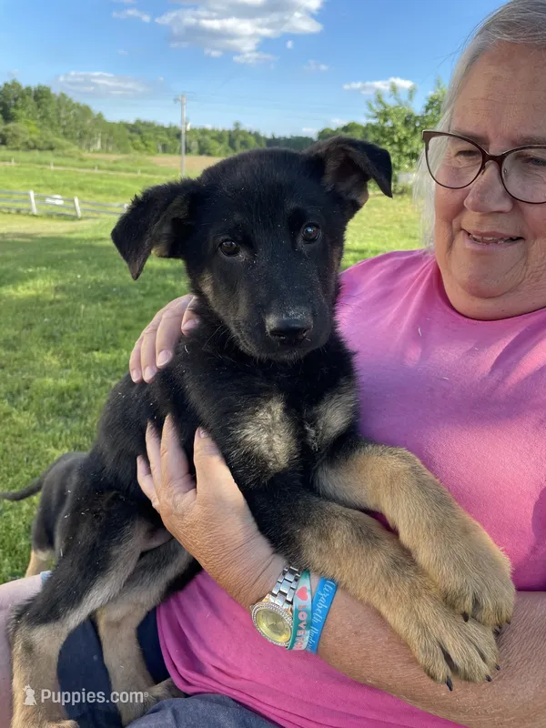 King – German Shepherd Dog puppy for sale in Cumberland, WI