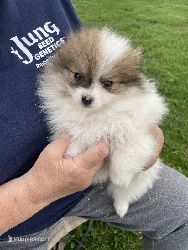 Spot – Pomeranian puppy for sale in Cumberland, WI