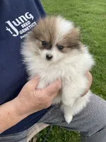Spot, a female Pomeranian for sale in Cumberland, WI – 1 of 1