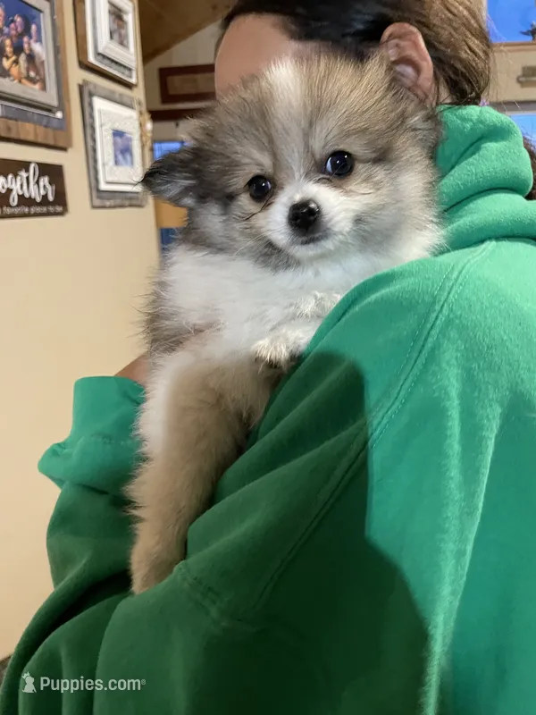 Patricia – Pomeranian puppy for sale in Cumberland, WI