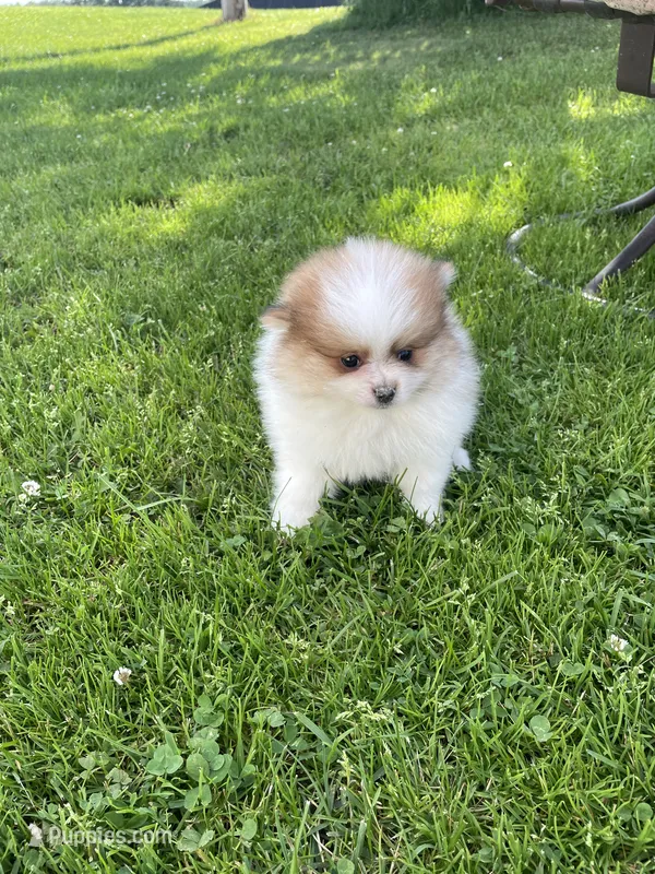 Mac – Pomeranian puppy for sale in Cumberland, WI