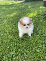 Mac, a male Pomeranian for sale in Cumberland, WI – 1 of 3