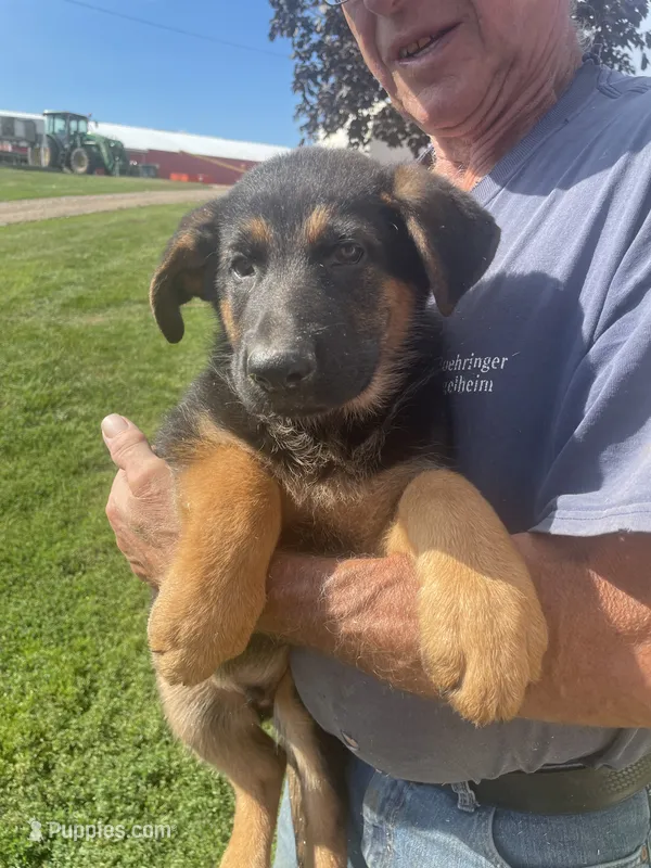Mac – German Shepherd Dog puppy for sale in Cumberland, WI