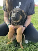 Mac, a male German Shepherd Dog for sale in Cumberland, WI – 1 of 1