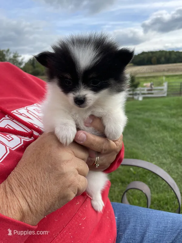 Poppy – Pomeranian puppy for sale in Cumberland, WI