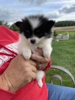 Poppy, a female Pomeranian for sale in Cumberland, WI – 1 of 2