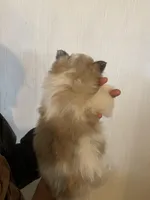 Spot, a male Pomeranian for sale in Cumberland, WI – Photo 2 of 2