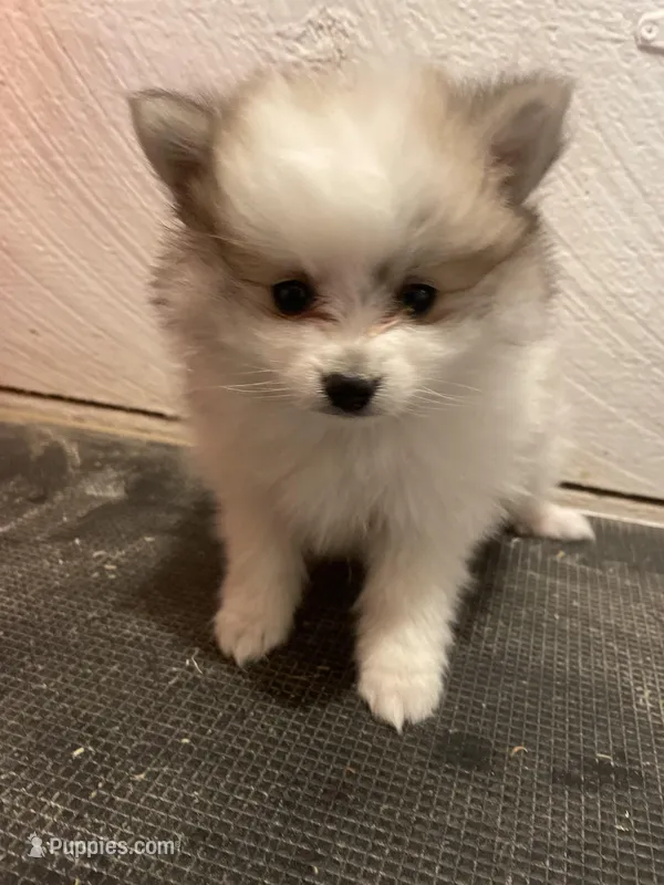 Spot – Pomeranian puppy for sale in Cumberland, WI
