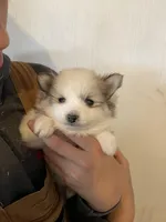 Spot, a male Pomeranian for sale in Cumberland, WI – Photo 1 of 2