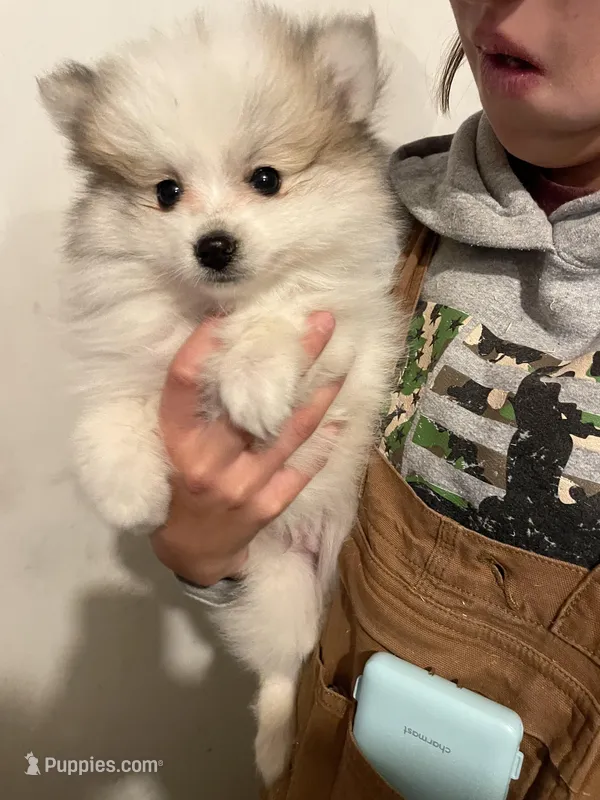 Spot – Pomeranian puppy for sale in Cumberland, WI