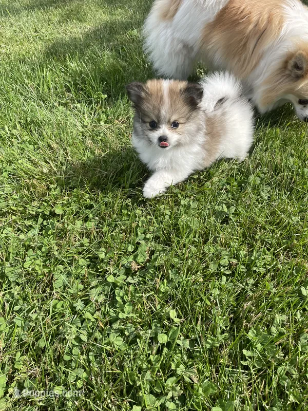 Patricia – Pomeranian puppy for sale in Cumberland, WI