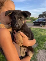 King, a male German Shepherd Dog for sale in Cumberland, WI – 1 of 1