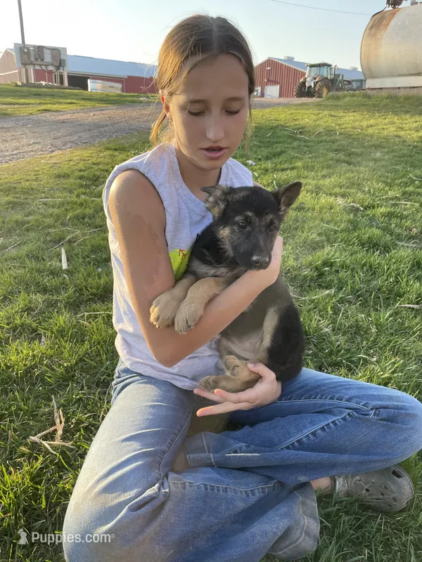 Luna – German Shepherd Dog puppy for sale in Cumberland, WI