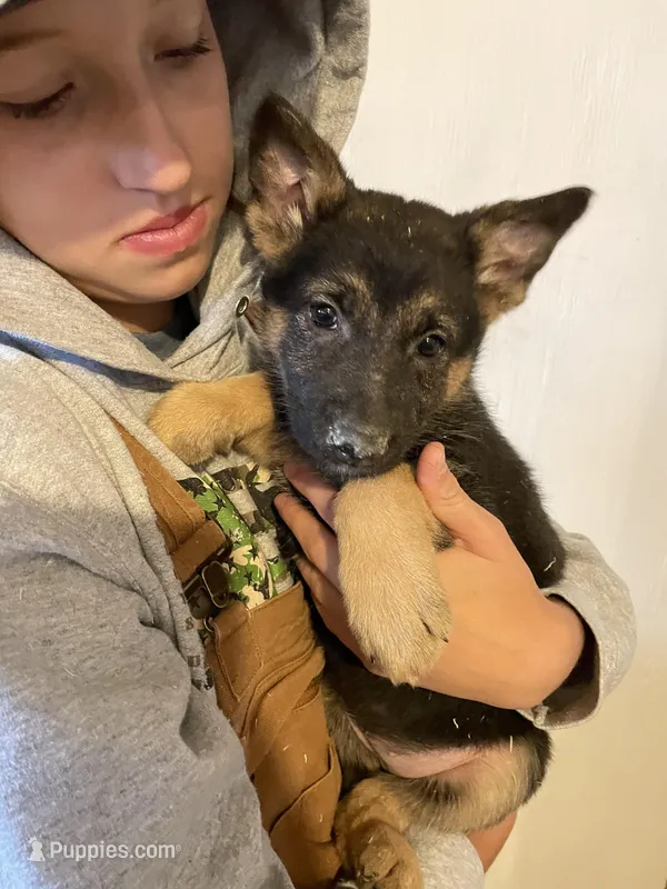 Luna – German Shepherd Dog puppy for sale in Cumberland, WI