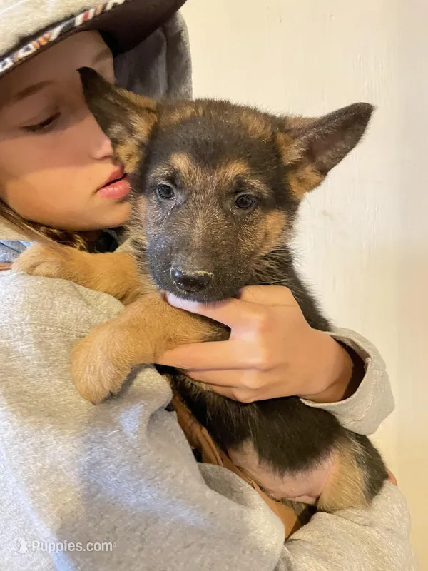 Diesel – German Shepherd Dog puppy for sale in Cumberland, WI