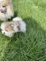Gladys, a female Pomeranian for sale in Cumberland, WI – 2 of 2