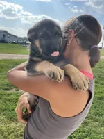 Bear, a male German Shepherd Dog for sale in Cumberland, WI – 2 of 2