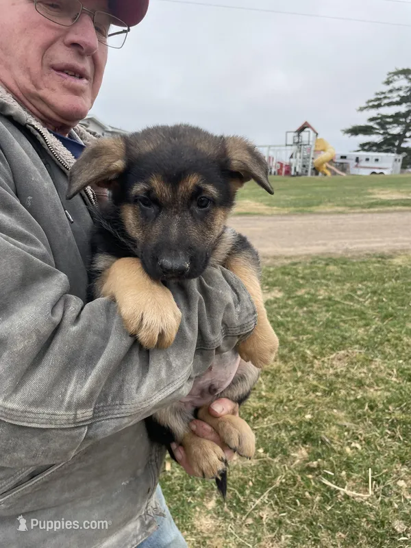 Gus – German Shepherd Dog puppy on hold in Cumberland, WI